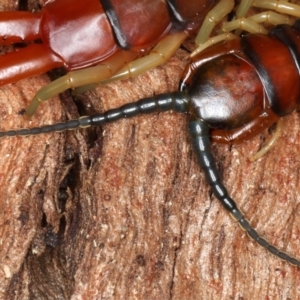 Cormocephalus aurantiipes at Majura, ACT - 24 Aug 2020