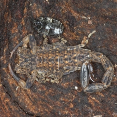 Lychas marmoreus (Little Marbled Scorpion) at Mount Ainslie - 24 Aug 2020 by jb2602