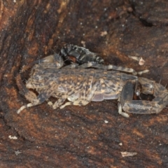 Lychas marmoreus at Majura, ACT - 24 Aug 2020 05:14 PM