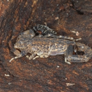 Lychas marmoreus at Majura, ACT - 24 Aug 2020