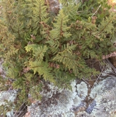 Cheilanthes (genus) (Rock Fern) at Downer, ACT - 24 Aug 2020 by JaneR
