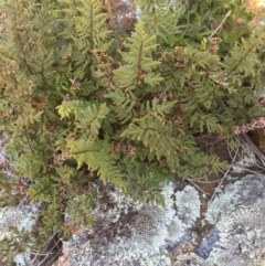 Cheilanthes sp. (Rock Fern) at Mount Majura - 24 Aug 2020 by JaneR