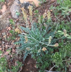 Plantago hispida (Hairy Plantain) at Downer, ACT - 24 Aug 2020 by JaneR