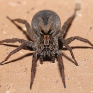 Venatrix pictiventris at Evatt, ACT - 19 Aug 2020