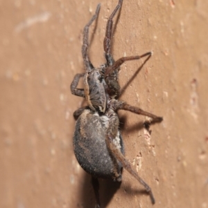 Venatrix pictiventris at Evatt, ACT - 19 Aug 2020