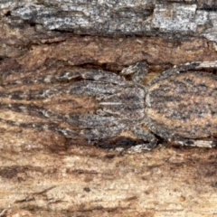 Stephanopis sp. (genus) (Knobbly crab spider) at Majura, ACT - 24 Aug 2020 by jb2602
