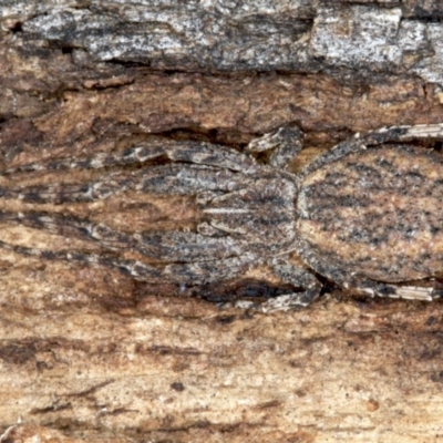 Stephanopis sp. (genus) (Knobbly crab spider) at Majura, ACT - 24 Aug 2020 by jb2602