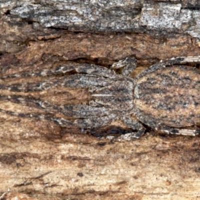 Stephanopis sp. (genus) (Knobbly crab spider) at Majura, ACT - 24 Aug 2020 by jbromilow50