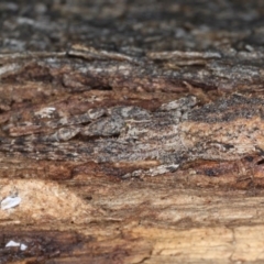 Stephanopis sp. (genus) at Majura, ACT - 24 Aug 2020