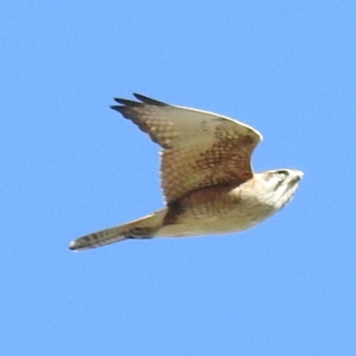 Falco berigora (Brown Falcon) at Tuggeranong DC, ACT - 24 Aug 2020 by HelenCross