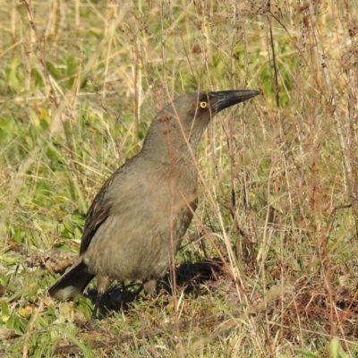 Strepera versicolor (Grey Currawong) at Tuggeranong DC, ACT - 24 Aug 2020 by HelenCross