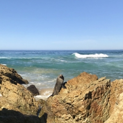 Unidentified Sea Mammal at Wapengo, NSW - 1 Sep 2019 by Rose