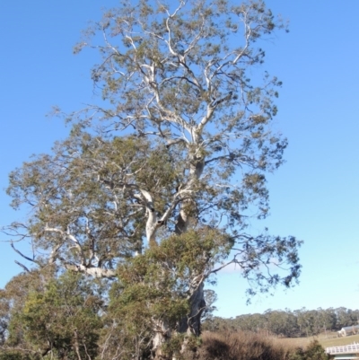 Eucalyptus viminalis (Ribbon Gum) at Cathcart, NSW - 20 Jul 2020 by MichaelBedingfield