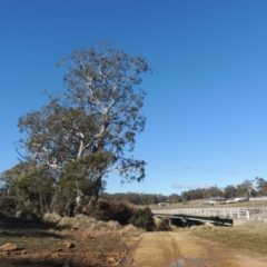 Eucalyptus viminalis at Cathcart, NSW - 20 Jul 2020