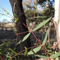 Eucalyptus viminalis at Cathcart, NSW - 20 Jul 2020