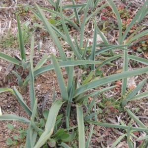 Dianella sp. aff. longifolia (Benambra) at Bombala, NSW - 21 Jul 2020 04:31 PM