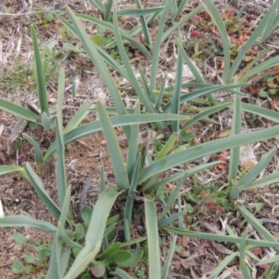 Dianella sp. aff. longifolia (Benambra) (Pale Flax Lily, Blue Flax Lily) at Bombala, NSW - 21 Jul 2020 by MichaelBedingfield