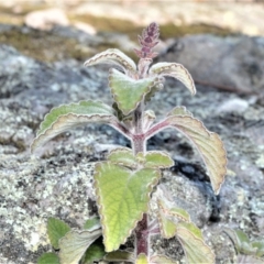 Plectranthus graveolens (Bush Basil) at Bamarang, NSW - 25 Aug 2020 by plants