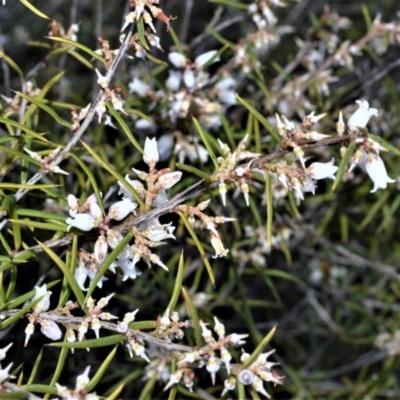 Lissanthe strigosa subsp. subulata (Peach Heath) at Bamarang, NSW - 25 Aug 2020 by plants