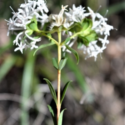 Pimelea linifolia (Slender Rice Flower) at Bamarang, NSW - 24 Aug 2020 by plants