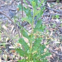 Telopea speciosissima (NSW Waratah) at Bamarang, NSW - 25 Aug 2020 by plants