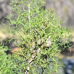 Petrophile sessilis (Conesticks) at Bamarang, NSW - 25 Aug 2020 by plants