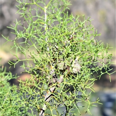 Petrophile sessilis (Conesticks) at Bamarang, NSW - 25 Aug 2020 by plants