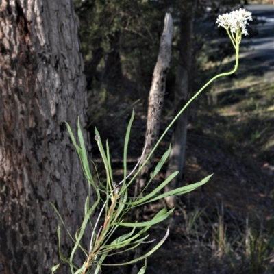 Conospermum longifolium subsp. mediale (Long Leaf Smoke Bush) at Bamarang, NSW - 24 Aug 2020 by plants