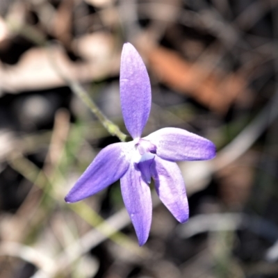 Glossodia major (Wax Lip Orchid) at Bamarang, NSW - 25 Aug 2020 by plants