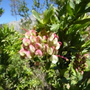 Grevillea iaspicula at Wee Jasper, NSW - suppressed