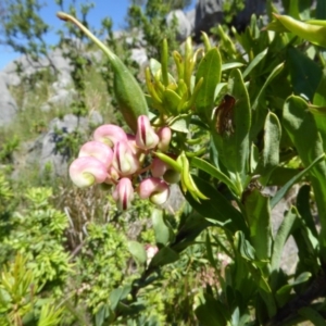 Grevillea iaspicula at Wee Jasper, NSW - suppressed