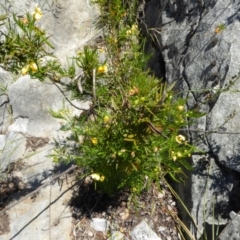 Senna aciphylla at Wee Jasper, NSW - 1 Nov 2017