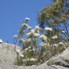 Olearia rosmarinifolia at Wee Jasper, NSW - 1 Nov 2017 by AndyRussell