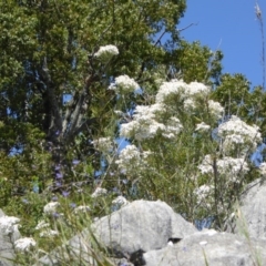 Olearia rosmarinifolia at Wee Jasper, NSW - 1 Nov 2017 10:27 AM