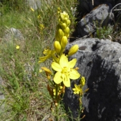 Bulbine glauca (Rock Lily) at Wee Jasper, NSW - 1 Nov 2017 by AndyRussell