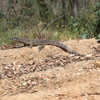 Varanus varius (Lace Monitor) at Hamilton Valley, NSW - 31 Oct 2007 by Damian Michael