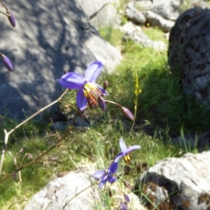 Dianella revoluta var. revoluta at Wee Jasper, NSW - 1 Nov 2017 10:25 AM