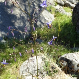 Dianella revoluta var. revoluta at Wee Jasper, NSW - 1 Nov 2017 10:25 AM