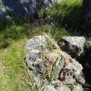 Dianella revoluta var. revoluta at Wee Jasper, NSW - 1 Nov 2017 10:25 AM