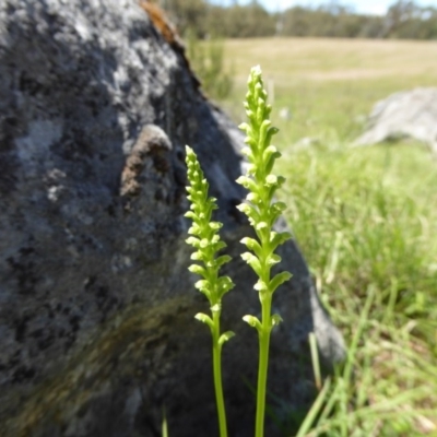 Microtis unifolia (Common Onion Orchid) at Wee Jasper, NSW - 1 Nov 2017 by AndyRussell