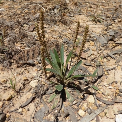 Plantago varia (Native Plaintain) at Wee Jasper, NSW - 1 Nov 2017 by AndyRussell