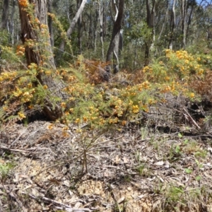 Dillwynia phylicoides at Wee Jasper, NSW - 1 Nov 2017 11:43 AM