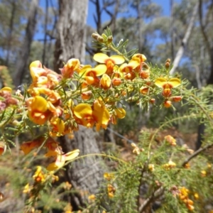 Dillwynia phylicoides at Wee Jasper, NSW - 1 Nov 2017 11:43 AM