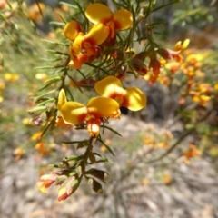 Dillwynia phylicoides at Wee Jasper, NSW - 1 Nov 2017 11:43 AM