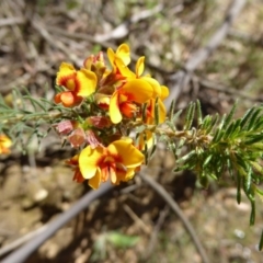 Dillwynia phylicoides at Wee Jasper, NSW - 1 Nov 2017 11:43 AM