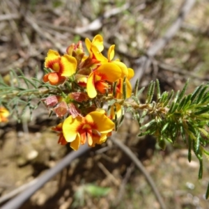 Dillwynia phylicoides at Wee Jasper, NSW - 1 Nov 2017 11:43 AM