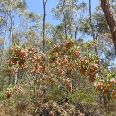 Dodonaea viscosa at Wee Jasper, NSW - 1 Nov 2017 11:45 AM