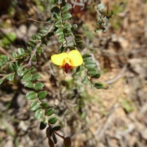 Bossiaea buxifolia at Wee Jasper, NSW - 1 Nov 2017