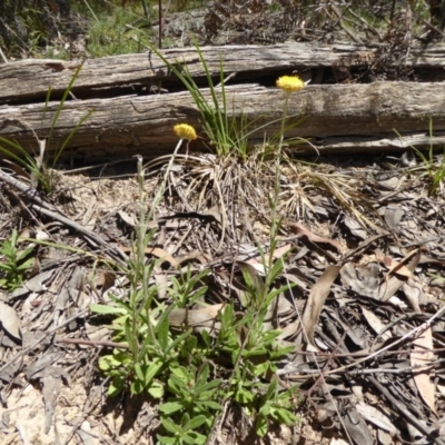 Coronidium scorpioides (Button Everlasting) at Wee Jasper, NSW - 1 Nov 2017 by AndyRussell