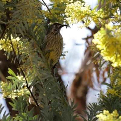 Anthochaera carunculata (Red Wattlebird) at National Zoo and Aquarium - 24 Aug 2020 by RodDeb